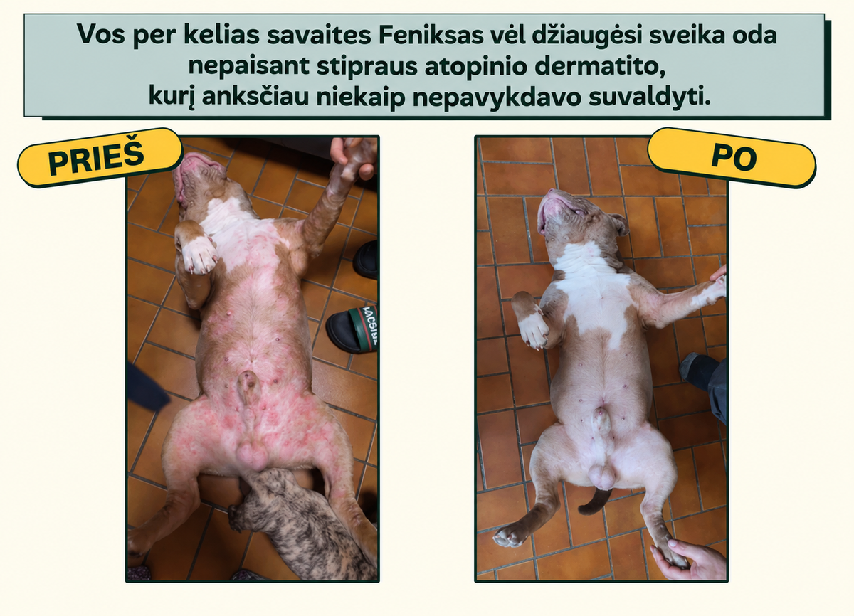 Natūralūs skanėstai imunitetui ir nuo niežėjimo