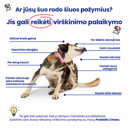 Žarnyno palaikymo kramtukai
